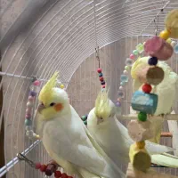 عروس هلندی|پرنده|فولادشهر, C2|دیوار