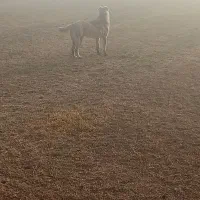 واگذاری سگ گله یک ساله رنگ پنگی همه به تضمین میدم