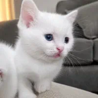 بچه گربه اسکاتیش انفولد سفید چشم ابی