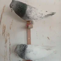 کفتر|پرنده|مشهد, کوشش|دیوار