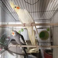 عروس هلندی با تخم. کوتوله(طوطی برزیلی). مرغ عشق