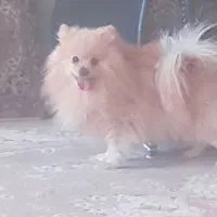 واگذاری سگ  پامر