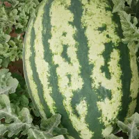 هندوانه  وزن درشت