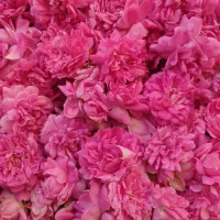 نهال گل محمدی مربایی  فقط تماس  پیامک