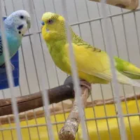 یه جفت مرغ عشق نروماده رو تخم