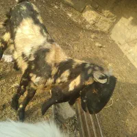 کره مری اصل پارسالی لنگ جمل گوشدار