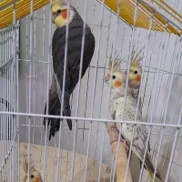 عروس هلندی مرواریدی