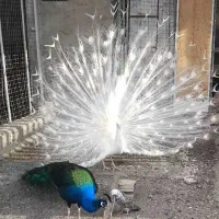 طاووس سفید و مصری