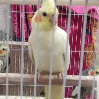عروس هلندی  سالم و شیطون