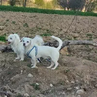 سگ.|سگ|مشهد, سجاد شهر|دیوار