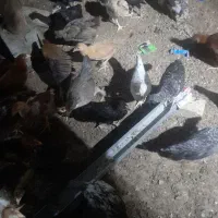 جوجه محلی