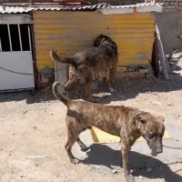سگ نگهبان|سگ|قم, قلعه صدری|دیوار