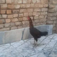 مرغ لاری