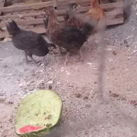 جوجه دوتک سالم