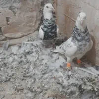 کبوتر در پرنده