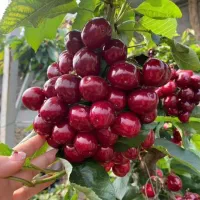 نهال گیلاس آلبالو گردوبادام زرشک آرش