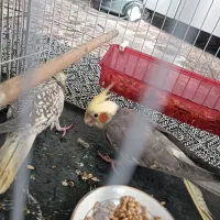 یک جفت عروس بالغ و سرحال هشت ماهه