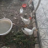 معاوضه ۴عددخروس جوان بامرغ یاجوج غوغاز