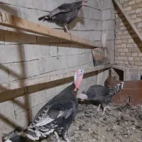 بوغلون محلی سالم و سرحال