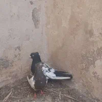 کبوتر سینه ای سیاه