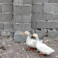 اردک نر