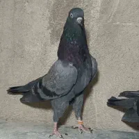 کبوتر پرشی ارزنده