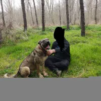 سگ ماده|سگ|کردکوی, |دیوار