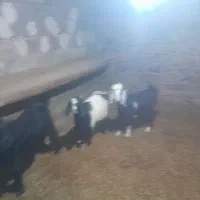 سلام بز با بزغاله های دو قل دوباره ابستن