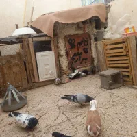 کفتر