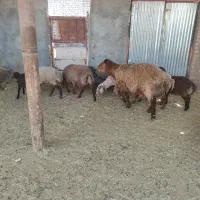 قوچ همو
