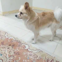 سگ پا مر