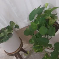دو عدد گلدان سفالی بزرگ همراه با گل و پایه