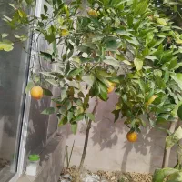 منزل-اجاره-روزانه