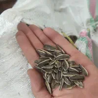 جو و گندم ، آفتابگردان ،گیشنیز ، نخود ، غوره