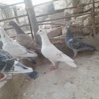 کفتر ماده زدخوردی