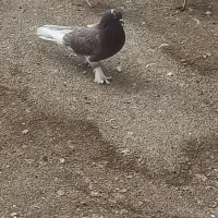 کبوتر