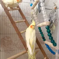 عروس هلندی نر طاووسی سخنگو، لوتینو تازه بالغ