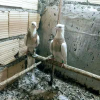 کفتر طوقی