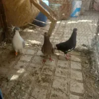 کفتر|پرنده|قهستان, |دیوار