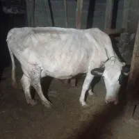 فرو ش یک را س. گاو با گوساله