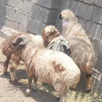 بره ماده دورگ شیرازی