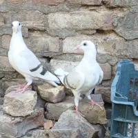 جوجه کبوتر پشت