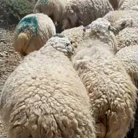 قوچ بومی