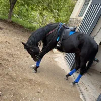 اسب خارجی اسب وارداتی سیلمی اسب مشکی