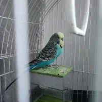 مرغ عشق انگلیسی