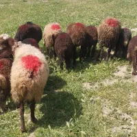 میش بره گوسفند گاو یا گوساله نر معاوضه دارم
