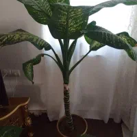 گلهای طبیعی با گلدان و خاک گلخانه