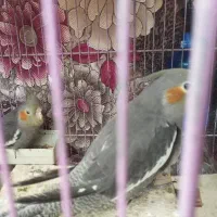 عروس هلندی نر جوان