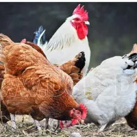 مرغ و خروس فروش فوری