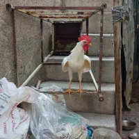 خروس خونگی سفید